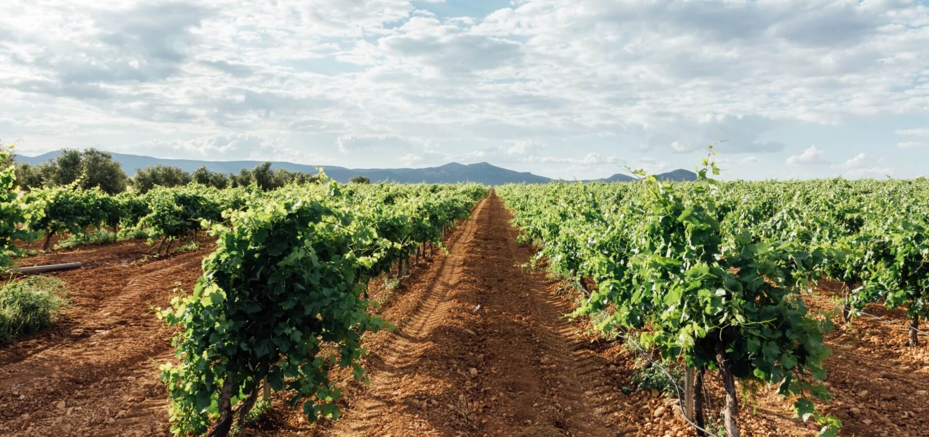 Wysokiej jakości wina z hiszpańskiego regionu Estremadura