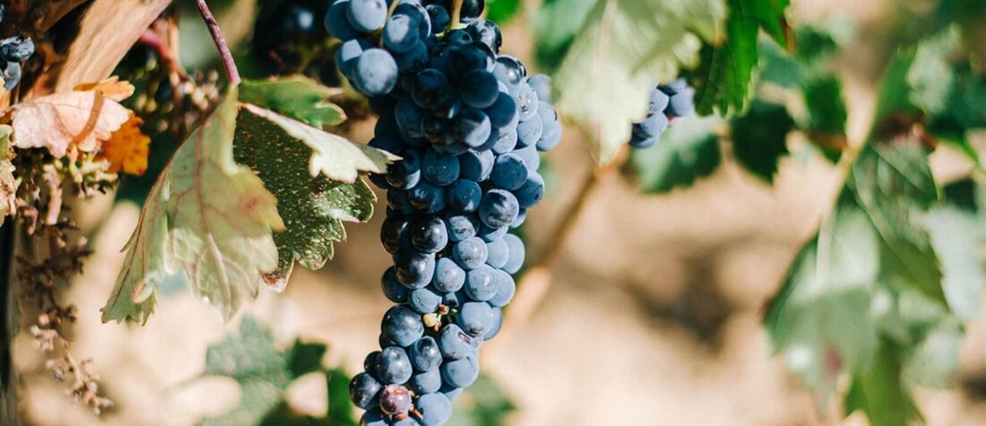 Poznaj naszą winnicę